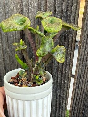 Kalanchoe Angel Trumpet in Mini ribbed pot Rare Succulent Plant